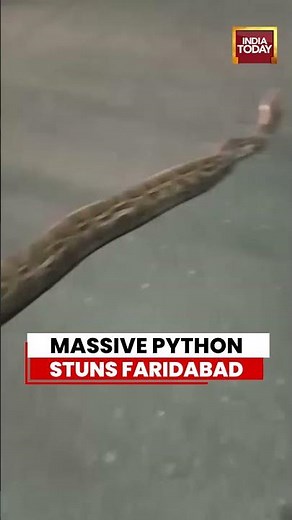 VIRAL VIDEO | Massive Python Spotted on Faridabad Street, Viral Video Shocks Residents #haryana