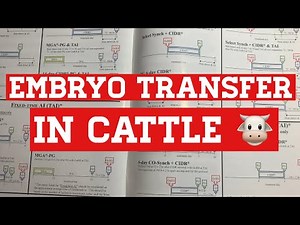 Embryo Transfer in Cattle 🐮 - How To - Pricing - Timing - Benefits - Talk and Info