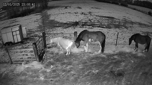 Tonight is the last night of loose hay as the hay nets are almost defrosted and usable We decided to feed the loose hay on the yard and in the barn as it will keep the majority of the poo on the yard which will be easier to clean up The poo out on the track is slowly defrosting and it’s going to be a mammoth clean up job 😅😅 These passed few days have been very trying and I know there’s tougher days to come with the clean up and some track repairs and improvements | Gawsworth Track Livery