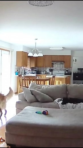 Pet of the Day: Dog vs Glass - Broken Glass Accident