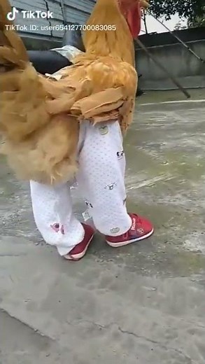 Chicken Wearing Pants