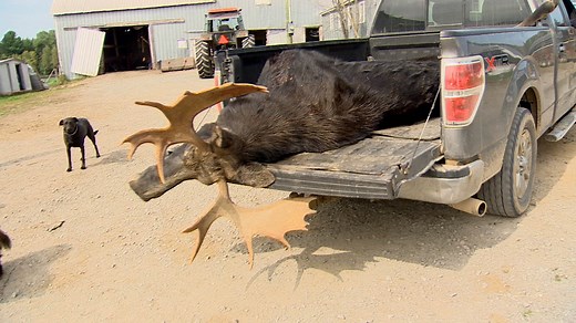Moose season filling the coolers of N.B. meat cutters