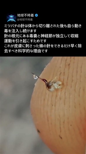 顕微鏡で捉えたミツバチの針の不気味なメカニズム