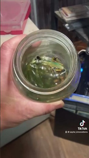 Gold recovery using hydrochloric acid and hydrogen peroxide #saylorinnovations