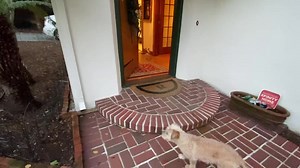 7.3K views · 1.6K reactions | Good Sunday Morning 1/22/2023!! OMD!!! I babysat MY sisters last night while MY humans went out for dinner and there were more fireworks and gun shots for Lunar New Year’s Eve than the 4th of a July!! Sophie was shaking! MY Mom had us locked inside the house but it was still scary!! Once they got home we all buried under the covers! Everyone have a GREAT Sunday!! | Brewster | Facebook