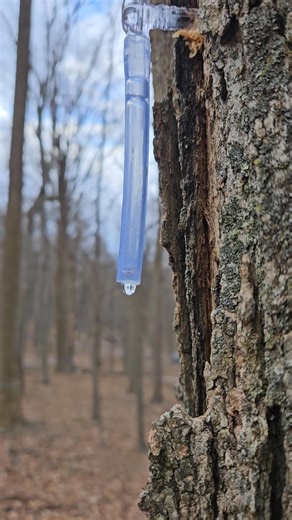 19K views · 106 reactions | Had a great day. Our crew got the vaccum up, and sap ran well. Almost 2 gallon of sap per tap gathered today! | Emerick's Maple LLC | Facebook