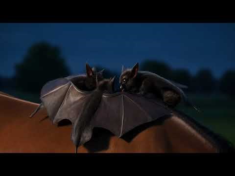 Nighttime Hunt: Vampire Bats and the Anxious Horse