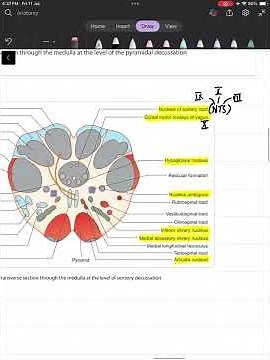 TS of medulla at the level of Sensory decussation | Neuroanatomy in under 3 minutes