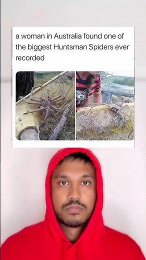 A woman in Australia found one of the biggest huntsman spiders ever recorded