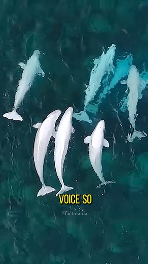 8.9K views · 325 reactions | Interesting facts of the day!  #interestingfacts #randomfacts #factsdaily #scientificfacts #sciencerules #spaceexploration #spacefacts #spacelover #DidYouKnow #didyouknowfacts #sciencelover #animalcare #animalplanet #animalworld #wildlifeplanet #wildlifephotographer #coolfacts #FactOfTheWeek | Fact Mania | Facebook