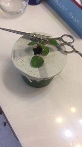 Watch Don’t Expect to Get the Plant Pictured! on Amazon Live