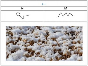 Meaning of Manna Revealed with the Ancient Hebrew (Eʋe)