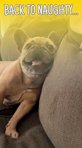 142K views · 4K reactions | Classic Frenchie manipulation… #naughtylist #merrychristmas #nicelist #dogparents #dogs #frenchie #happyholidays | somefrenchienamedapollo | Facebook