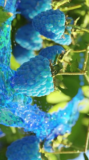 Blueraspberry Growth Animation in Blender #blender #blenderanimation #3danimation #geometrynodes #blueraspberry #fruit #3d