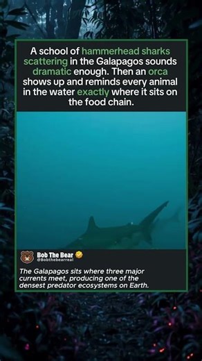 Apex Predator Meets Actual Apex Predator