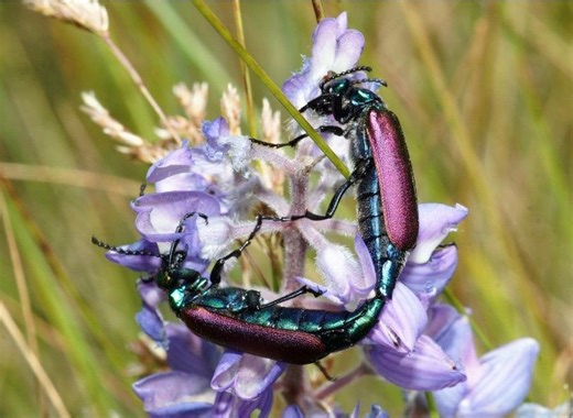 When blister beetles invade your garden, handle with care
