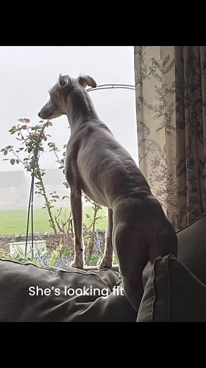 Neil Harris on Reels