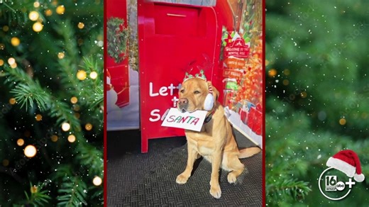 Pet Slideshow- Christmas Edition 2025