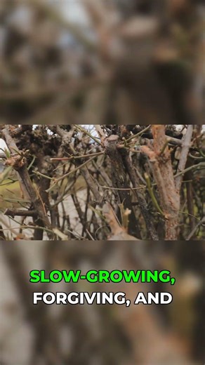 These 4 Bonsai Trees Are Actually Easy to Grow #gardening #bonsaitrees