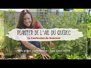 Planter de l'ail du Québec