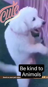 45K reactions · 11K shares | Stressless! #Highlights2023 #highlightseveryone #foryouシ #everyone #followers #highlights #animallover #dance | Armando Z Sebastian | Facebook