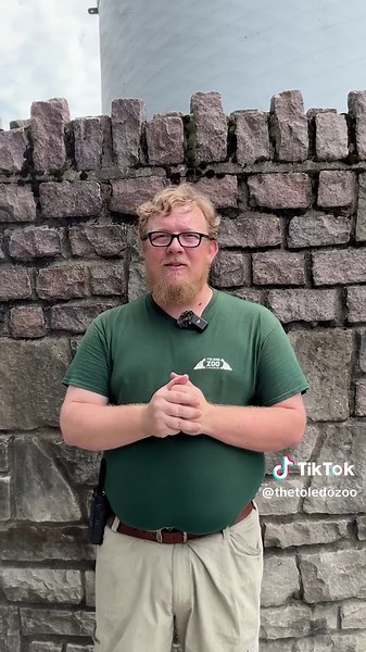 Join our Green sea turtle, Tink, and zoo keeper, Drake, in celebrating #WorldSeaTurtleDay today! Tink is specially trained to enter a protected area, where they receive their diet, medication and various forms of animal care. As Drake describes, there are many ways we can help sea turtles in our everyday lives! Every small step towards waste mitigation, habitat preservation and conscious beach visitations goes a long way for wildlife.