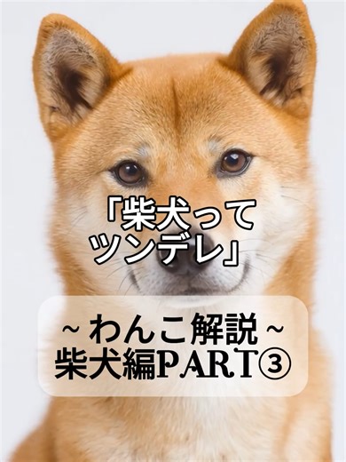 柴犬の魅力を深く知ろう！