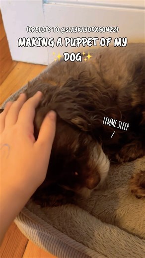 Making a puppet of my dog! (Pt 1?) / credits to @SlaykayDrxgonzz #bringbackthedragonpuppetcommunity