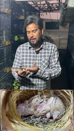 How to Produce New Java Mutations | Eumo Java Sparrow Pairing Guide | Eumo Pastel & More