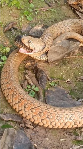 Predatory Snakes #SurvivalOfNature #🐍🐍 #SurvivalInstinctsOfSnakes #SnakesInNature