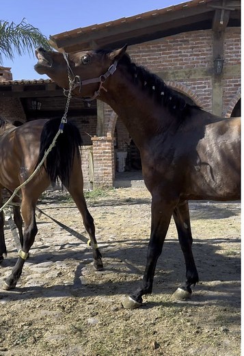 Caballo Arabe cubriendo yegua #MvzAndreaMendoza #Horse #ArabianHorse #Caballo