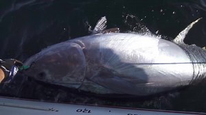 233K views · 540 reactions | It's Tuna Month here at Huk Performance...