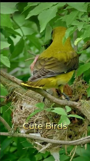 Baby Birds Being Adorable 🐣💖 | Cutest Moments EverTiny Baby Birds Learning to Fly 🐦✨ | So Cute