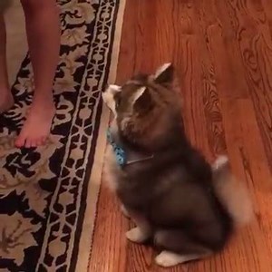15K views · 548 reactions | When you mix Pomeranian and Husky | Women's choice | Facebook