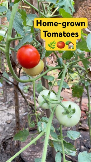 Home-grown Tomatoes🌿🍅🏡 #tomatoharvest #youtubeshort #gardentour #krishimalayalam #thakkalikrishi
