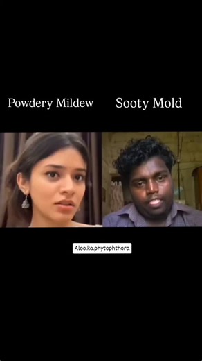 Agriculture memes on Instagram: "Aaise plant pathology padhoge toh accha yaad rahega : Share it to your Plant pathologist friend #plantpathology #phytopathology"