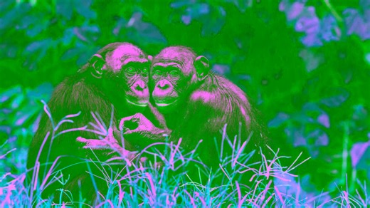 Bonobos’ calls may be the closest thing to animal language we’ve seen