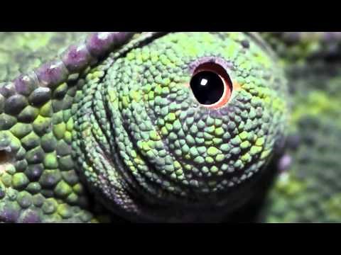 Eye movements of the flap-necked chameleon, Chamaeleo dilepis