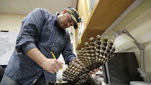 To save spotted owls, US officials plan to kill hundreds of thousands of another owl species