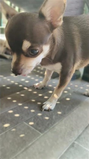 My Chihuahua found these cute little kittens! 🐶🐱 #kaycee #dog #cat #animals #love #cute