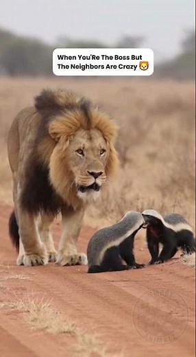 The Moment Two Angry Honey Badgers Realize They Have A Much Bigger Problem Walking Right Toward Them