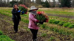 17K views · 211 reactions | After the novel coronavirus outbreak shut down most of Pike Place Market, many Hmong flower farmers were left with nowhere to sell. But it’s not the first time these families have had to overcome something that felt impossible. View the story and photo essay: st.news/flowersales | The Seattle Times | Facebook
