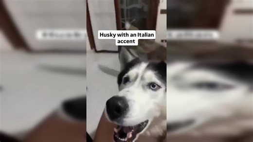 Video of the Day: Husky With an ‘Italian Accent’ is a Social Media Sensation