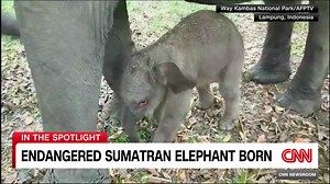 Endangered Sumatran elephant born