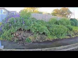 Overgrown Garden needs a Bulldozer | Ugly Plant Removal