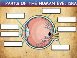 Parts Of The Human Eye: Drag & Drop Worksheet: Google Slides. Powerpoint | Teaching Resources