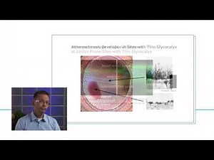 Dr Hans Vink and the Glycocalyx