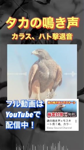 鷹の鳴き声×モスキート音！鳩、カラスなどの鳥害対策に【超音波】