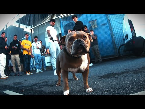 HARD GZ - LACOSTA II (PROD. TAN BROWNIE)