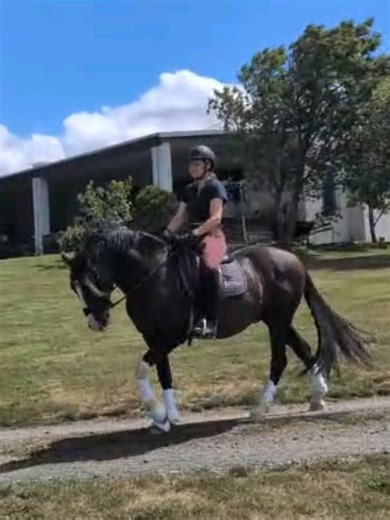 Alfredo II | Andalusian stallion Getting out of the arena is an important part of any horse's training routine. even for the stallions. #stallion #equestrian #dressage #andalusian